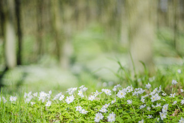 Fototapeta wiosenny las z mnóstwem zawilców
 obraz