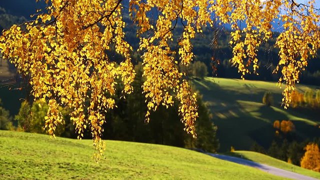 Bright yellow leaves on a birch branch. Location Funes valley, Dolomiti Alps, Italy.