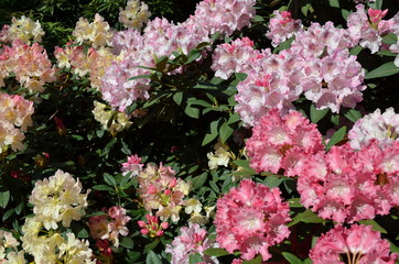 Kwitnące kolorowe okazałe różaneczniki, Rhododendron