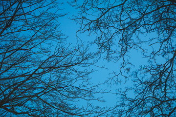Silhouettes of branches of a tree silhouette against blue sky at night. Halloween concept.