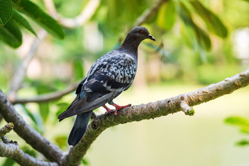 Pigeon on the tree