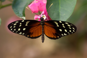 Fototapeta na wymiar Hecale longwing butterfly