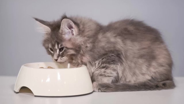 Cute gray kitten feeding from bowl at kitchen. Healthy food for young Maine coon cat - 2 months old. Adorable kitty eating his breakfast.