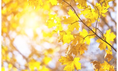 Fototapeta premium Autumn.