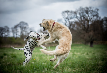 Retriever and Dalmatian playing