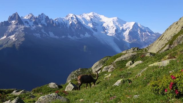 Alpine goat grazing high in the mountains. Location Mont Blanc glacier, Chamonix, France, Europe.