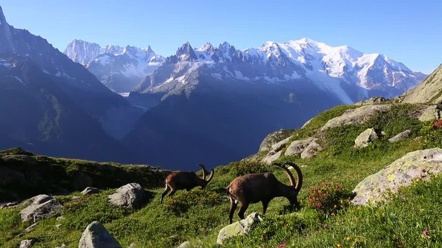 Alpine goat grazing high in the mountains. Location Mont Blanc glacier, Chamonix, France, Europe.