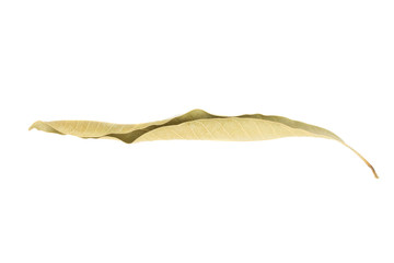 Fototapeta na wymiar dried mango leaf isolated on white background