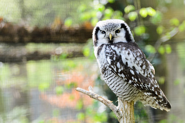 Owl squints his eyes in the day sitting on a tree. Blurred background - forest.