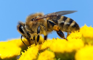 bee or honeybee in Latin Apis Mellifera