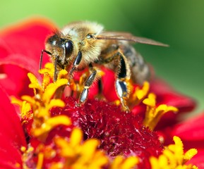 bee or honeybee in Latin Apis Mellifera