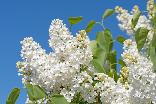 Wei&szlig;er Flieder, Syringa