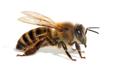 bee or honeybee in Latin Apis Mellifera