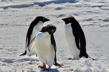 Adelie Penguin in Mcmurdo, Antarctica