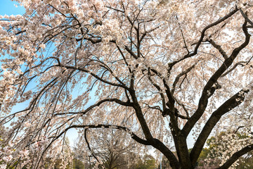 Japanese cherry tree white blossom