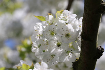 Kirschbaum/ Kirschblüten - Süßkirsche/ Vogel-Kirsche (Prunus avium)