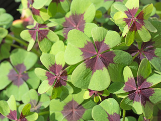 Glücksklee, Oxalis tetraphylla © M. Schuppich