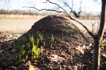Anthill near the road. The concept of combining nature and civilization