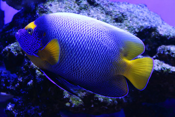 Big neon blue aquarium fish float near underwater rocks. Exotic fish in the aquarium. Close-up. Bokeh