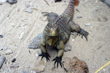 Iguane face à l'objectif