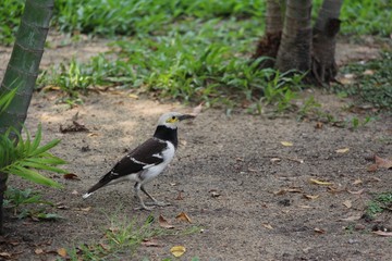 Banded Starling Asia