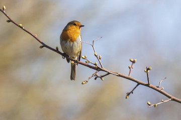 Obraz premium Robin redbreast (Erithacus rubecula) bird singing
