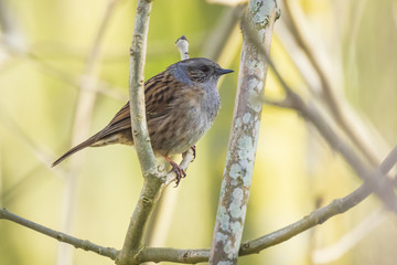 Dunnock, Prunella modularis, bird singing during Springtime