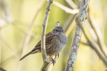 Dunnock, Prunella modularis, bird singing during Springtime