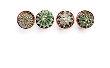 Succulents, cacti on a white wooden background, Transplant, gardening, hobby
