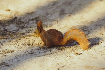 Squirrel in the forest