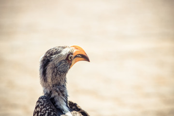 Southern yellow-billed hornbill