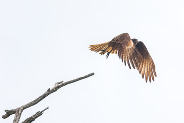 Flying Chimango caracara isolated on a white background