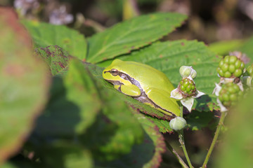 Closeup of a small European tree frog (Hyla arborea or Rana arborea) heating up in the sun.