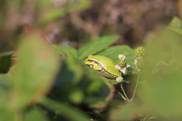 Closeup of a small European tree frog (Hyla arborea or Rana arborea) heating up in the sun.