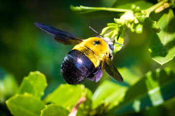 Bumble Bee