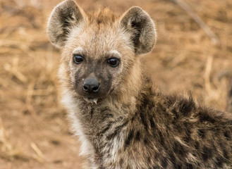 Hyena Pup