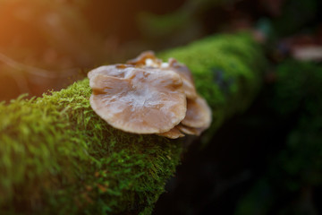 Forest. Mushrooms in the forest. Toadstools. Dangerous mushrooms