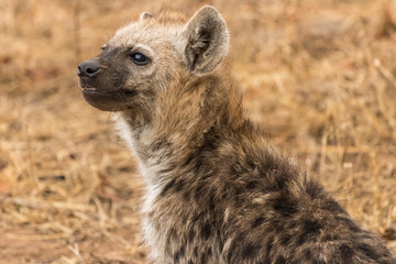 Spotted Hyena Pup
