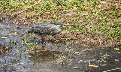 Green heron