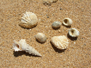 Fototapeta na wymiar Shells found on the beach of the Red Sea