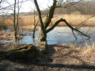 Grądy odrzańskie bezśnieżną zimą, Wrocław, Program Natura 2000