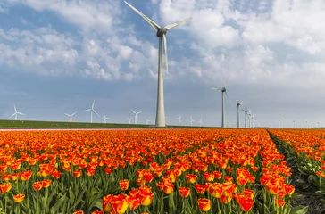 Gordijnen Orange tulip field and wind turbines in the Noordoostpolder municipality, Flevoland © Iurii