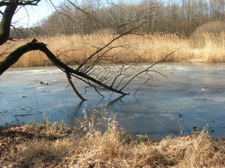 Grądy odrzańskie bezśnieżną zimą, Wrocław, Program Natura 2000