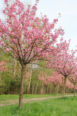japanese cherry blossoms in spring