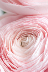 Fototapeta na wymiar many layered petals. Persian buttercup. Bunch pale pink ranunculus flowers light background. Wallpaper, Horizontal photo