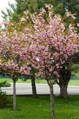 Fototapeta na wymiar Blossoming peach tree branches.