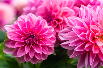 Obraz premium Dahlias