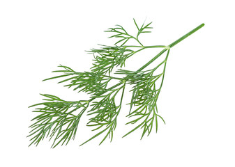 Fototapeta premium Sprig of green dill on a white background