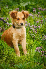 A happy dog walks in the grass and flowers. The puppy walks in the wild.