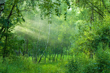 Green summer forest, sun rays through mist